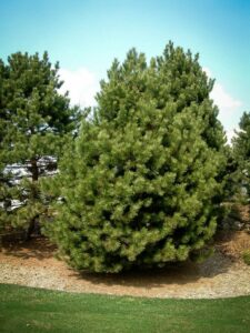 Сосна Чёрная (Pinus Nigra) купить по цене от 270.00р. в интернет-магазине «Посадика» с доставкой почтой в в Ачинске и по всей России – [изображение №1].