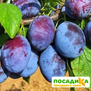 Слива Чачакская ранняя купить по цене от 229.00р. в интернет-магазине «Посадика» с доставкой почтой в в Ачинске и по всей России – [изображение №1].