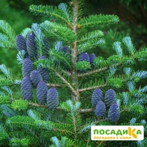 Пихта корейская (Abies koreana) купить по цене от 450.00р. в интернет-магазине «Посадика» с доставкой почтой в в Ачинске и по всей России – [изображение №1].