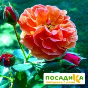 Роза Арабия купить по цене от 350.00р. в интернет-магазине «Посадика» с доставкой почтой в в Ачинске и по всей России – [изображение №1].