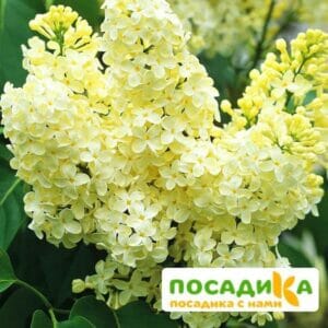 Сирень Примроуз (Primrose) купить по цене от 529.00р. в интернет-магазине «Посадика» с доставкой почтой в в Ачинске и по всей России – [изображение №1].