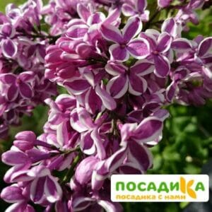 Сирень Сенсация купить по цене от 529.00р. в интернет-магазине «Посадика» с доставкой почтой в в Ачинске и по всей России – [изображение №1].