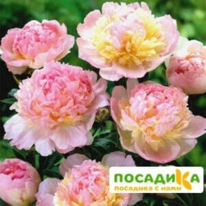 Пион Распберри Сандей (Paeonia Raspberry Sundae) купить по цене от 959р. в интернет-магазине «Посадика» с доставкой почтой в в Ачинске и по всей России – [изображение №1].