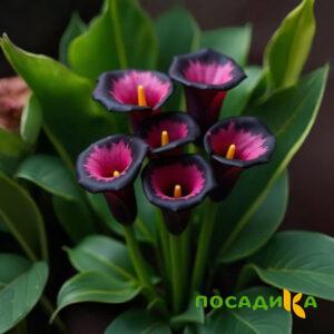 Калла Аура Лейс купить по цене от 400р. в интернет-магазине «Посадика» с доставкой почтой в в Ачинске и по всей России – [изображение №1].