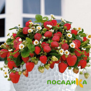 Клубника Рубиновый Шепот (горшечная) купить по цене от 240р. в интернет-магазине «Посадика» с доставкой почтой в в Ачинске и по всей России – [изображение №1].