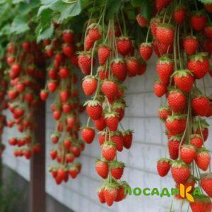 Клубника вьющаяся Комплимент купить по цене от 470р. в интернет-магазине «Посадика» с доставкой почтой в в Ачинске и по всей России – [изображение №1].