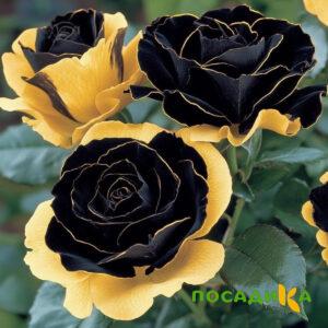 Роза Ханни Сикл купить по цене от 700р. в интернет-магазине «Посадика» с доставкой почтой в в Ачинске и по всей России – [изображение №1].