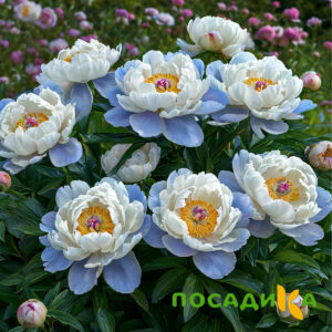 Пион акварельный Этюд купить по цене от 806р. в интернет-магазине «Посадика» с доставкой почтой в в Ачинске и по всей России – [изображение №1].
