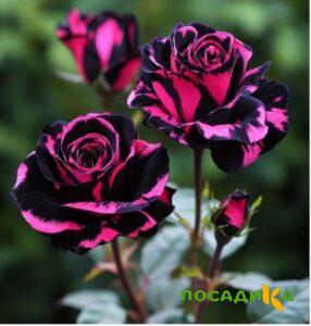 Роза Багровый Шепот купить по цене от 366р. в интернет-магазине «Посадика» с доставкой почтой в в Ачинске и по всей России – [изображение №1].