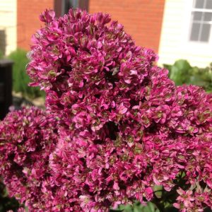 Флокс Филингс купить по цене от 329р. в интернет-магазине «Посадика» с доставкой почтой в в Ачинске и по всей России – [изображение №1].