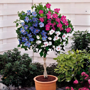 Гибискус-Дерево Триколор купить по цене от 289р. в интернет-магазине «Посадика» с доставкой почтой в в Ачинске и по всей России – [изображение №1].