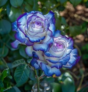 Роза Пэтолз Хоуп купить по цене от 333р. в интернет-магазине «Посадика» с доставкой почтой в в Ачинске и по всей России – [изображение №1].