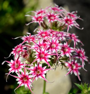 Флокс Метельчатый Путь купить по цене от 456р. в интернет-магазине «Посадика» с доставкой почтой в в Ачинске и по всей России – [изображение №1].