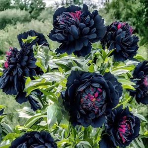 Пион древовидный Сердце Афродиты купить по цене от 600р. в интернет-магазине «Посадика» с доставкой почтой в в Ачинске и по всей России – [изображение №1].