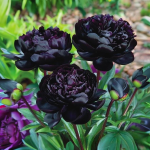 Пион Королевский Бархат купить по цене от 419р. в интернет-магазине «Посадика» с доставкой почтой в в Ачинске и по всей России – [изображение №1].