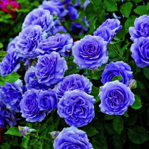 Роза Блю Мун купить по цене от 450р. в интернет-магазине «Посадика» с доставкой почтой в в Ачинске и по всей России – [изображение №1].