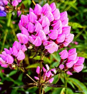 Флокс Бутоник купить по цене от 461р. в интернет-магазине «Посадика» с доставкой почтой в в Ачинске и по всей России – [изображение №1].