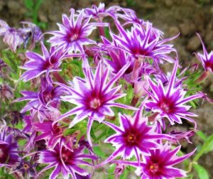 Флокс Звездное Кружево купить по цене от 361р. в интернет-магазине «Посадика» с доставкой почтой в в Ачинске и по всей России – [изображение №1].