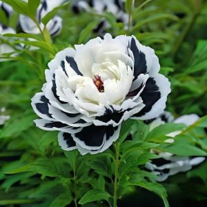 Пион Монохромный Шик купить по цене от 429р. в интернет-магазине «Посадика» с доставкой почтой в в Ачинске и по всей России – [изображение №1].