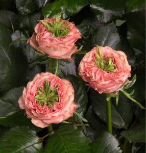 Роза Амбер Инчант купить по цене от 495р. в интернет-магазине «Посадика» с доставкой почтой в в Ачинске и по всей России – [изображение №1].