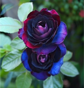 Роза Скарлет Рэвери купить по цене от 489р. в интернет-магазине «Посадика» с доставкой почтой в в Ачинске и по всей России – [изображение №1].