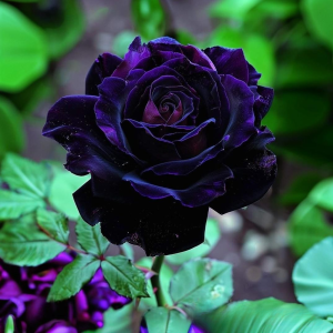 Роза Блэк Пантер купить по цене от 319р. в интернет-магазине «Посадика» с доставкой почтой в в Ачинске и по всей России – [изображение №1].