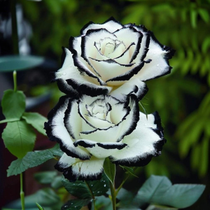 Роза Силк Ивин купить по цене от 319р. в интернет-магазине «Посадика» с доставкой почтой в в Ачинске и по всей России – [изображение №1].