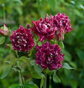 Роза Опаловый Пейзаж купить по цене от 490р. в интернет-магазине «Посадика» с доставкой почтой в в Ачинске и по всей России – [изображение №1].