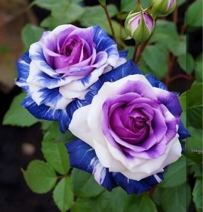 Роза Айвори Каскад купить по цене от 420р. в интернет-магазине «Посадика» с доставкой почтой в в Ачинске и по всей России – [изображение №1].