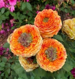 Роза Золотой Мираж купить по цене от 420р. в интернет-магазине «Посадика» с доставкой почтой в в Ачинске и по всей России – [изображение №1].