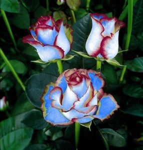 Роза Сафайер Пэтл купить по цене от 450р. в интернет-магазине «Посадика» с доставкой почтой в в Ачинске и по всей России – [изображение №1].